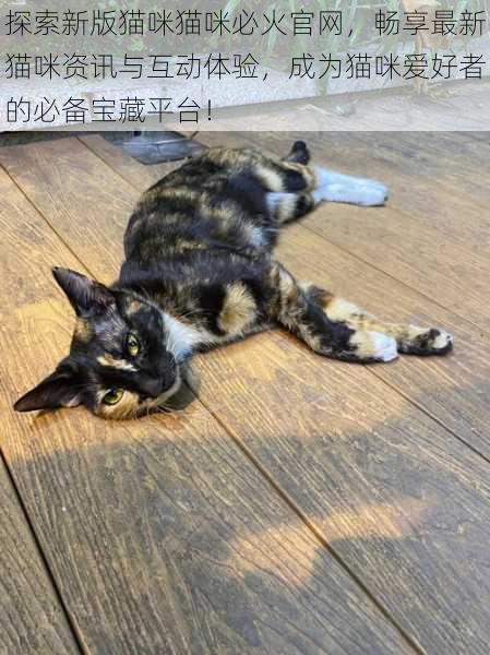 探索新版猫咪猫咪必火官网，畅享最新猫咪资讯与互动体验，成为猫咪爱好者的必备宝藏平台！