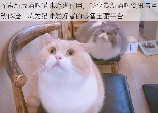 探索新版猫咪猫咪必火官网，畅享最新猫咪资讯与互动体验，成为猫咪爱好者的必备宝藏平台！