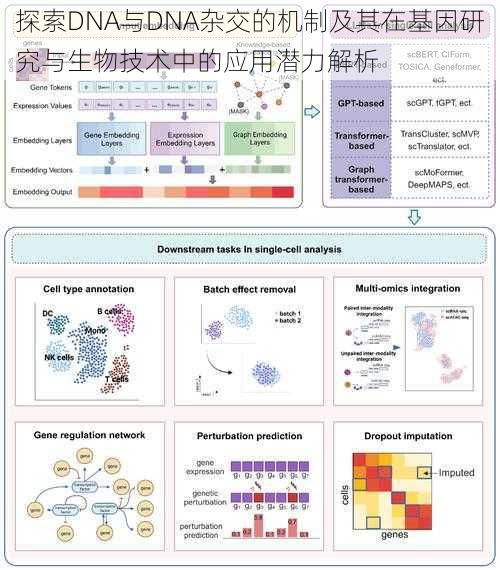 探索DNA与DNA杂交的机制及其在基因研究与生物技术中的应用潜力解析