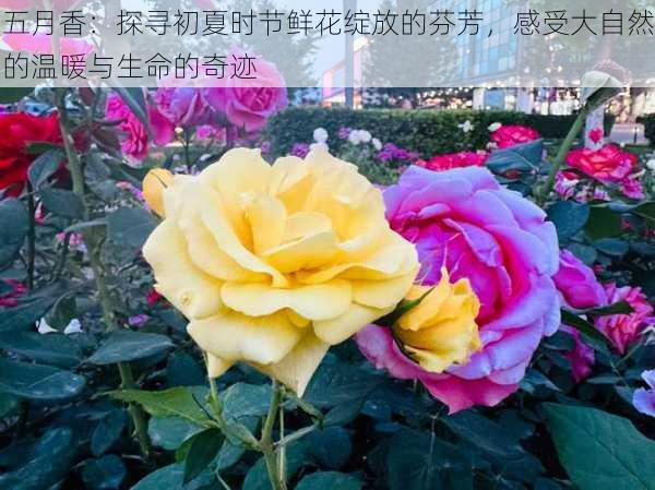 五月香：探寻初夏时节鲜花绽放的芬芳，感受大自然的温暖与生命的奇迹