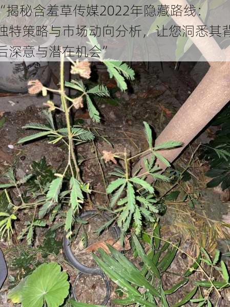 “揭秘含羞草传媒2022年隐藏路线：独特策略与市场动向分析，让您洞悉其背后深意与潜在机会”