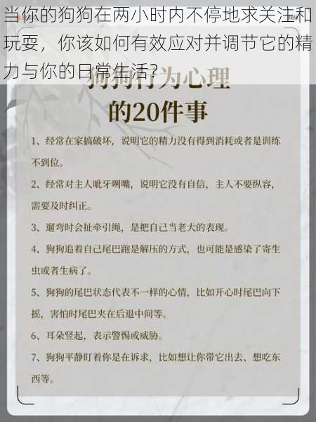 当你的狗狗在两小时内不停地求关注和玩耍，你该如何有效应对并调节它的精力与你的日常生活？