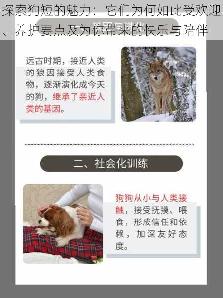 探索狗短的魅力:它们为何如此受欢迎、养护要点及为你带来的快乐与陪伴