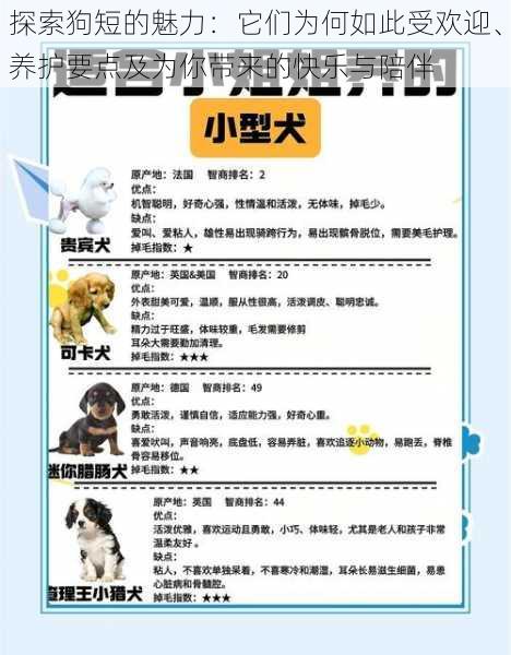 探索狗短的魅力:它们为何如此受欢迎、养护要点及为你带来的快乐与陪伴