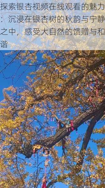 探索银杏视频在线观看的魅力:沉浸在银杏树的秋韵与宁静之中,感受大自然的馈赠与和谐