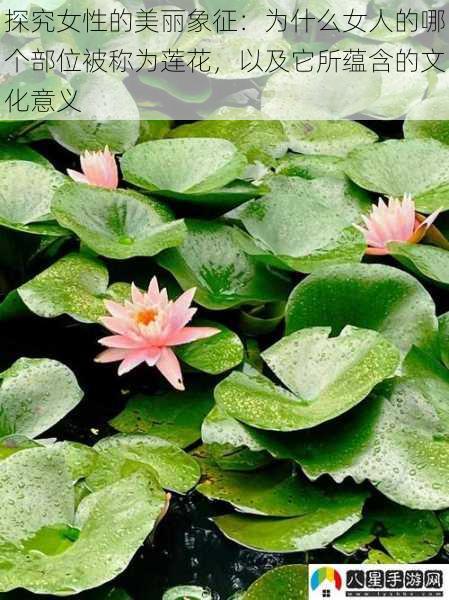探究女性的美丽象征:为什么女人的哪个部位被称为莲花,以及它所蕴含的文化意义