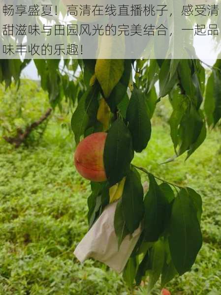 畅享盛夏！高清在线直播桃子，感受清甜滋味与田园风光的完美结合，一起品味丰收的乐趣！