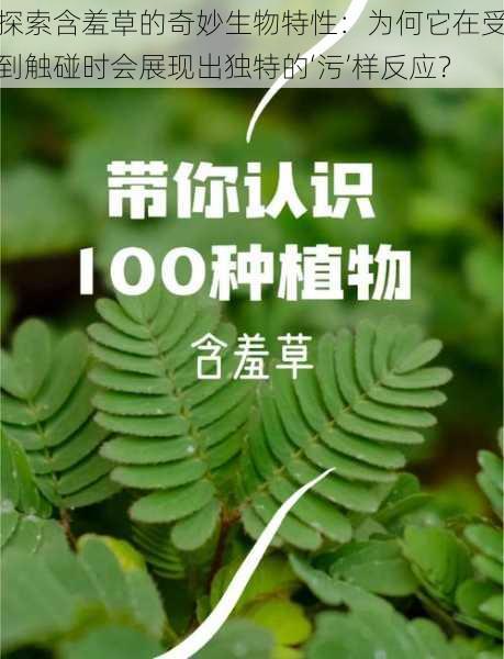 探索含羞草的奇妙生物特性:为何它在受到触碰时会展现出独特的‘污’样反应?