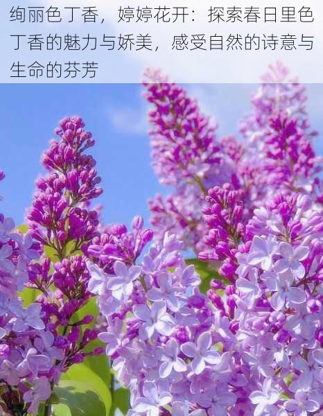 绚丽色丁香,婷婷花开:探索春日里色丁香的魅力与娇美,感受自然的诗意与生命的芬芳