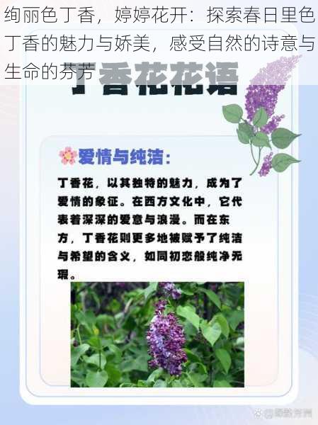 绚丽色丁香,婷婷花开:探索春日里色丁香的魅力与娇美,感受自然的诗意与生命的芬芳