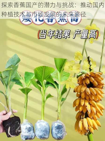探索香蕉国产的潜力与挑战:推动国内种植技术与市场发展的未来路径