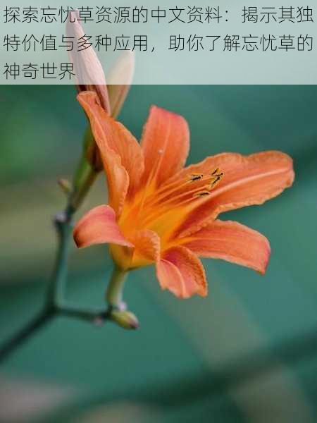 探索忘忧草资源的中文资料:揭示其独特价值与多种应用,助你了解忘忧草的神奇世界