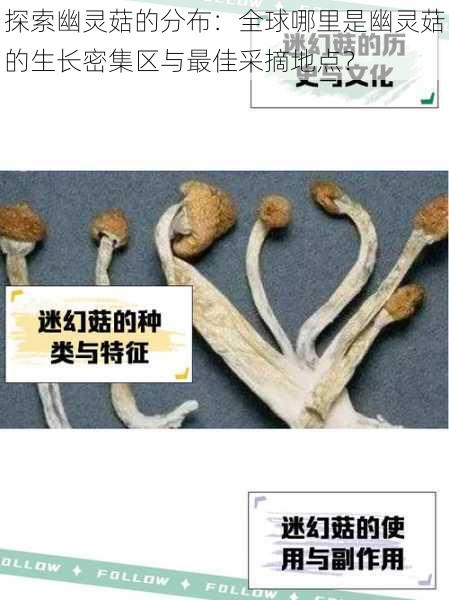 探索幽灵菇的分布:全球哪里是幽灵菇的生长密集区与最佳采摘地点?