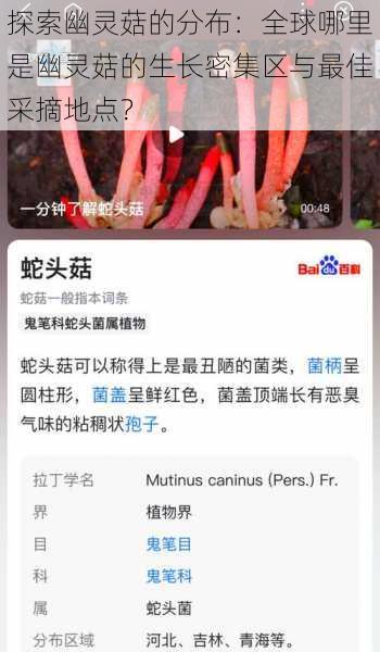 探索幽灵菇的分布:全球哪里是幽灵菇的生长密集区与最佳采摘地点?