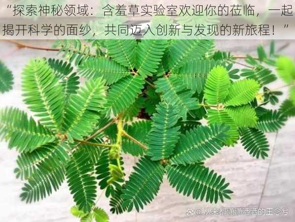 “探索神秘领域:含羞草实验室欢迎你的莅临,一起揭开科学的面纱,共同迈入创新与发现的新旅程!”