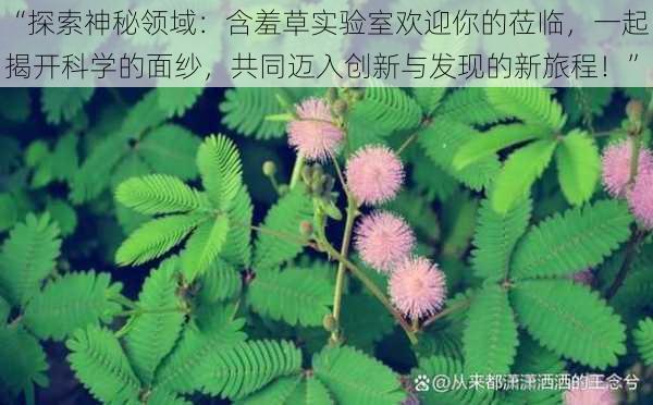 “探索神秘领域:含羞草实验室欢迎你的莅临,一起揭开科学的面纱,共同迈入创新与发现的新旅程!”