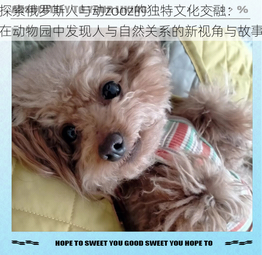 探索俄罗斯人与动zooz的独特文化交融:在动物园中发现人与自然关系的新视角与故事