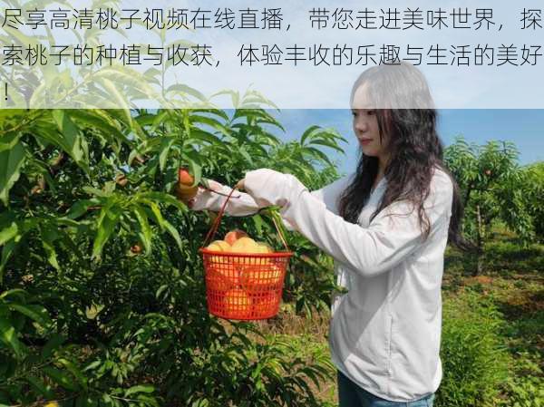 尽享高清桃子视频在线直播，带您走进美味世界，探索桃子的种植与收获，体验丰收的乐趣与生活的美好！