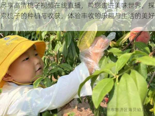 尽享高清桃子视频在线直播，带您走进美味世界，探索桃子的种植与收获，体验丰收的乐趣与生活的美好！