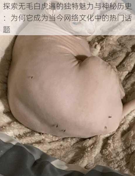 探索无毛白虎逼的独特魅力与神秘历史：为何它成为当今网络文化中的热门话题