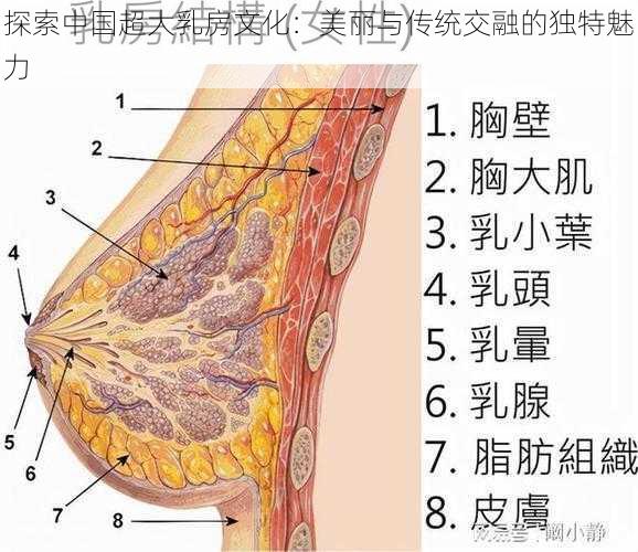 探索中国超大乳房文化:美丽与传统交融的独特魅力