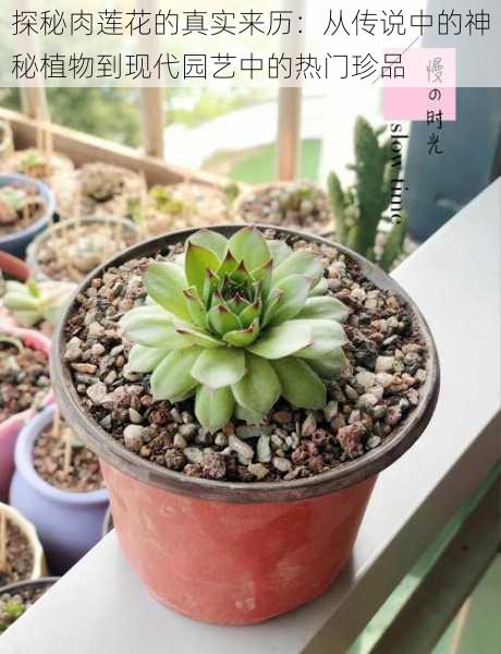 探秘肉莲花的真实来历:从传说中的神秘植物到现代园艺中的热门珍品