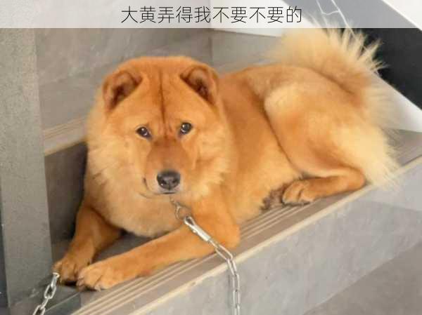 大黄弄得我不要不要的