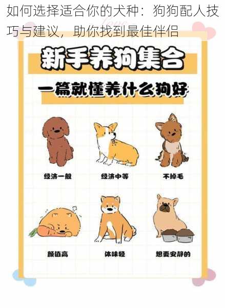 如何选择适合你的犬种:狗狗配人技巧与建议,助你找到最佳伴侣
