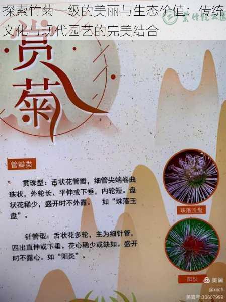 探索竹菊一级的美丽与生态价值:传统文化与现代园艺的完美结合