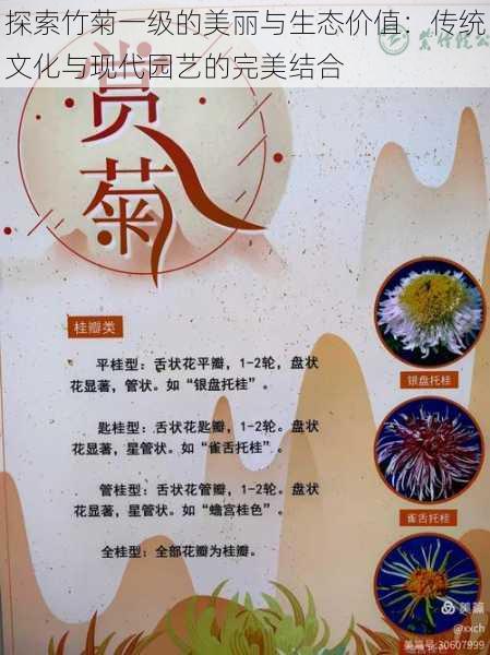 探索竹菊一级的美丽与生态价值:传统文化与现代园艺的完美结合