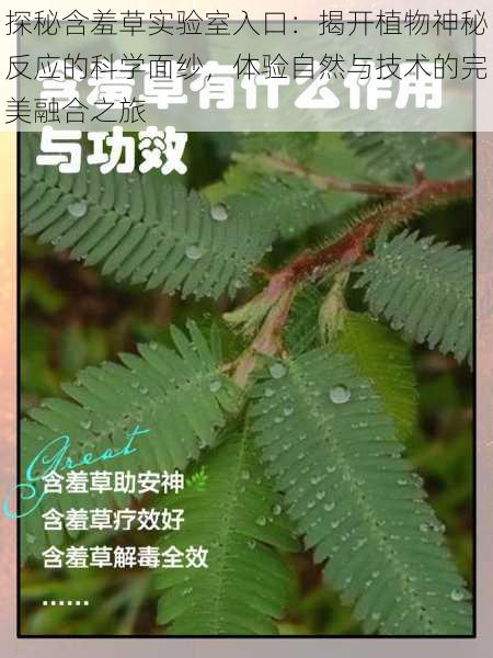 探秘含羞草实验室入口：揭开植物神秘反应的科学面纱，体验自然与技术的完美融合之旅